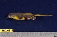 藏品(灰喉山椒鳥)的圖片